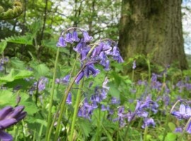 Wild Flower Discovery Walks - Ancient Woodlands