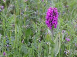 Wild Flower Discovery Walks - Coastal Flowers