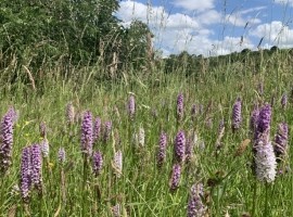 Flowers & Wildlife on a Lowland Farm