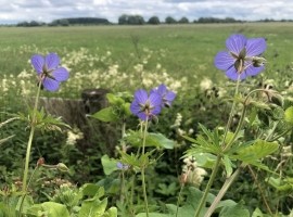 Wild Flower Discovery Walks - Lowland Meadows and Wetland Flowers