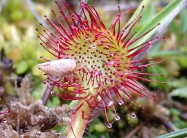 Wild Flower Discovery Walks - Flowers of Moorland and Bog