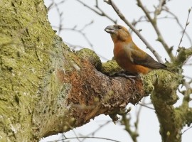 Birding Discovery Day - Forest And River Birds 2026