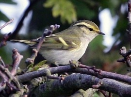 Spurn Birding Holiday - Autumn Migrants 2025