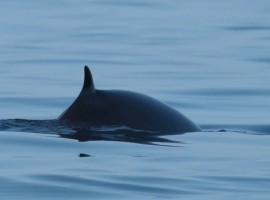 Seabirds And Whales A Yorkshire Adventure 2026