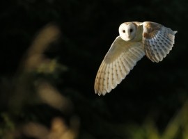 Birding Discovery Day - Wetlands in Spring