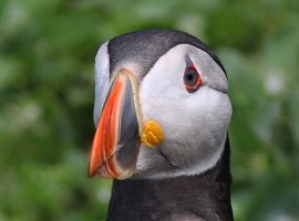 An Evening with Puffins and Friends 2026