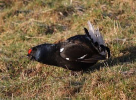 Black Grouse Birding Safari - Spring 2026