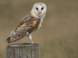 2027 Owl Photography Experience