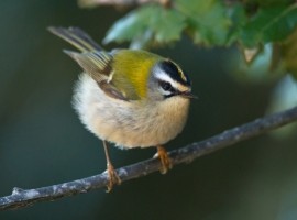 Firecrest - Steve Race ©