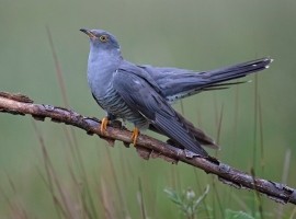2026 Cuckoo and Kingfisher Photography Experience