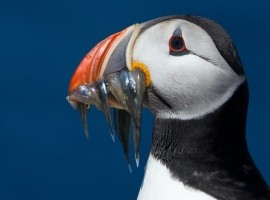 2026 Northumberland Wildlife Spectacular