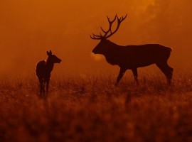 2025 Deer Rut Photography Experience