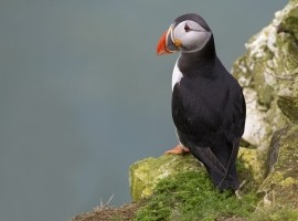 2025 Wildlife Photography For Beginners Workshop