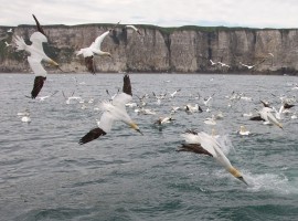 Diving Gannet Photography Experience Gift Voucher