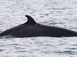 Seabirds and Whales Five Hour Trips Gift Voucher