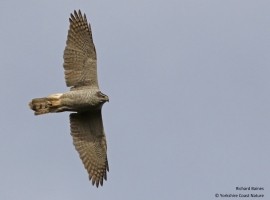 Goshawk Birding Safari Gift Voucher