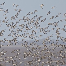 Birding Discovery Day - Estuary Waders & Raptors