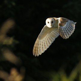 Birding Discovery Day - Winter Wetlands