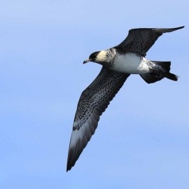 Birding Discovery Day - Flamborough Headland Autumn Migration Special 2024/25