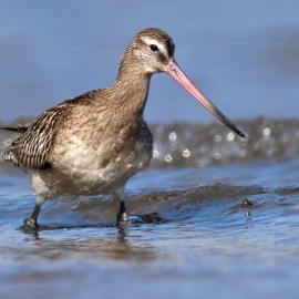 Winter Birding and Photography Experience