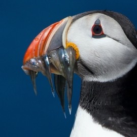 2026 Northumberland Wildlife Spectacular