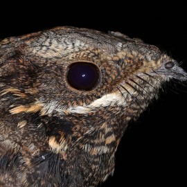 Nightjar Safaris - North York Moors National Park