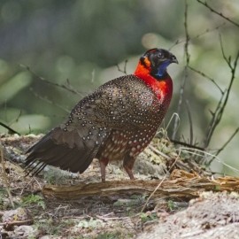 Bhutan - Birding and Wildlife Spring 2024