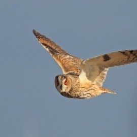 Birding Discovery Day - Spurn Migrants 2026