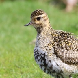 Birding Discovery Day - Upland Waders in Spring