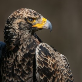 2026 Birds of Prey Photography Experience