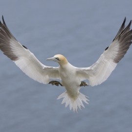 2026 Birds in Flight Photography Workshop