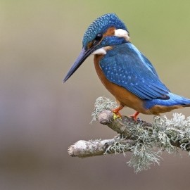 2026 Kingfisher Photography Experience