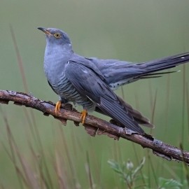 2026 Cuckoo and Kingfisher Photography Experience