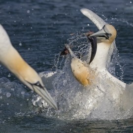 2026 Diving Gannet Photography Experience