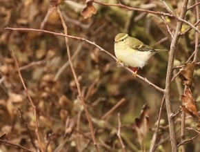 Birding The Cleveland Way – Saltburn to Staithes