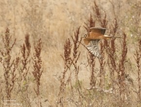 The Magic of Spurn - Autumn Birding Tours 2024