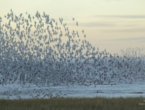 Outstray Waders - 25/11/25