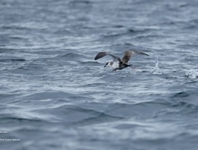Seabird & Whale Boat Trips - Early - Mid September 2026