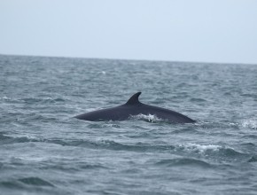 Seabird & Whale Boat Trips - Mid September - Early October 2026