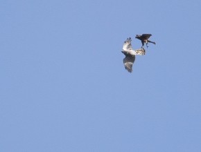 Goshawk Safaris - North Yorkshire - Autumn 2026 Fight Club!