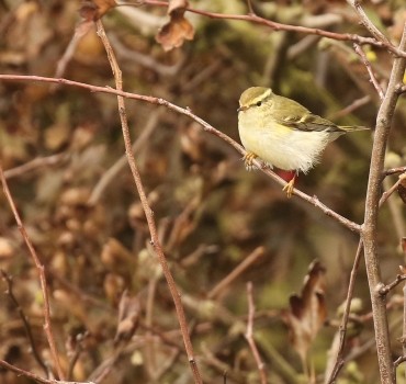 Birding The Cleveland Way – Saltburn to Staithes