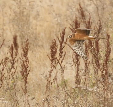 The Magic of Spurn - Autumn Birding Tours 2024