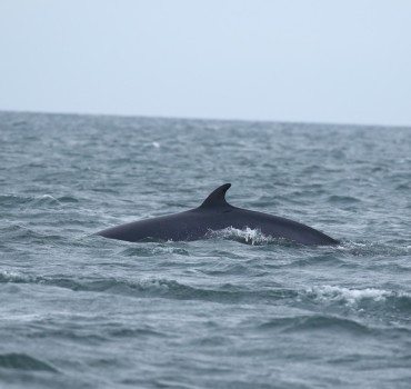 Seabird & Whale Boat Trips - Mid September - Early October 2026