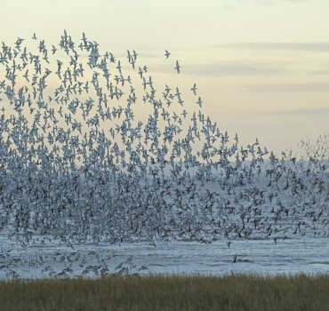Outstray Waders - 25/11/25