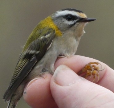 Spurn Migration in April