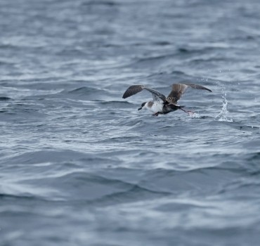 Seabird & Whale Boat Trips - Early - Mid September 2026