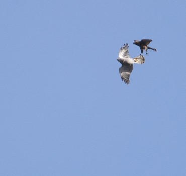 Goshawk Safaris - North Yorkshire - Autumn 2026 Fight Club!