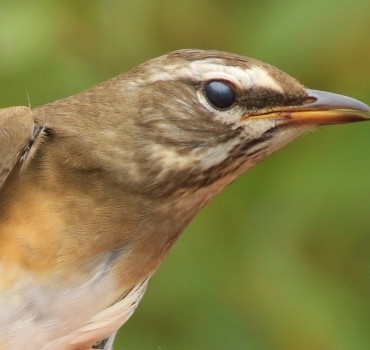 Spurn Migration Specials, September '26 - always special!