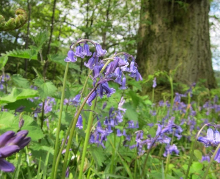 Wild Flower Discovery Walks - Ancient Woodlands