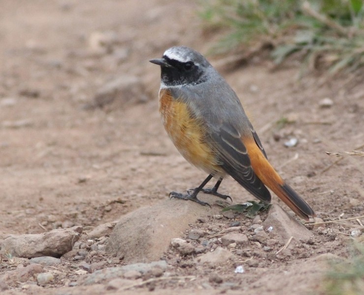 Birding Discovery Day - Flamborough Headland - Spring Migration